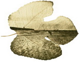 feuille, arbre, Hélio-Chlorophylle-Type