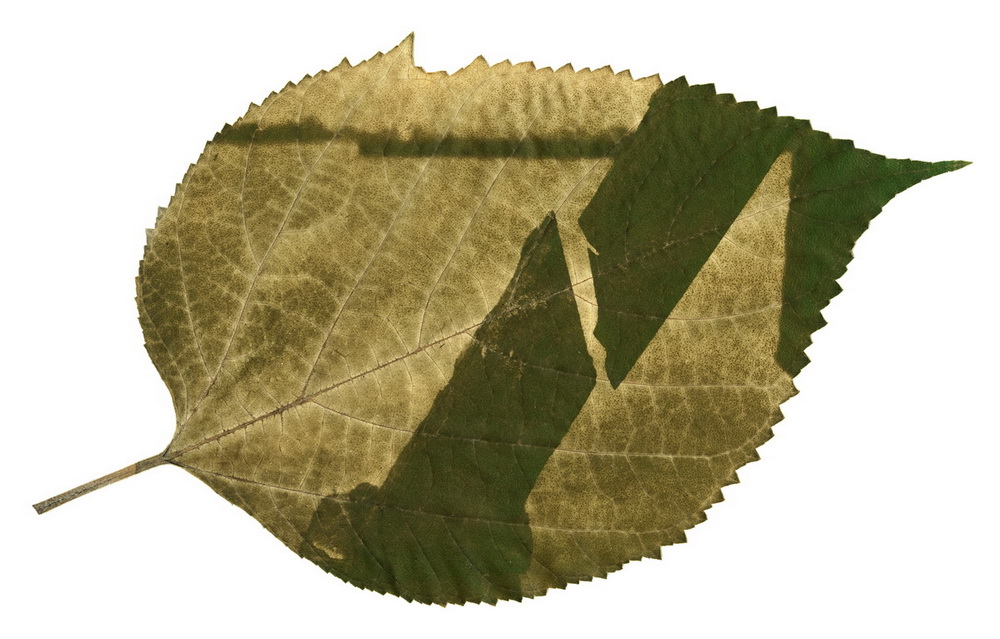 feuille, arbre, Hélio-Chlorophylle-Type